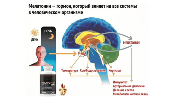 Что помогает и что мешает мелатонину