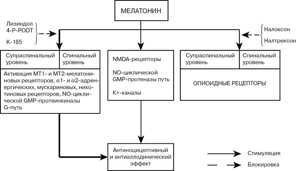Схема взаимодействия мелатонина с популярными препаратами