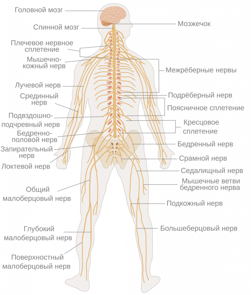 Схема нервной системы с выделенными проблемными зонами